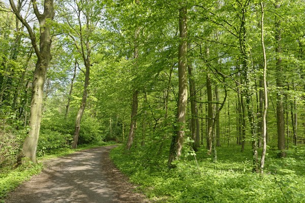 Forest path through copper beech forest