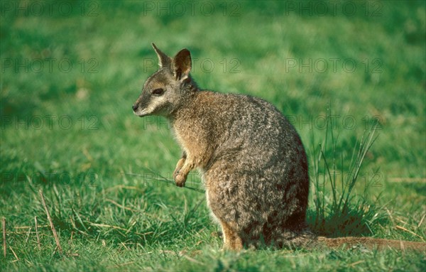 Parma Wallaby