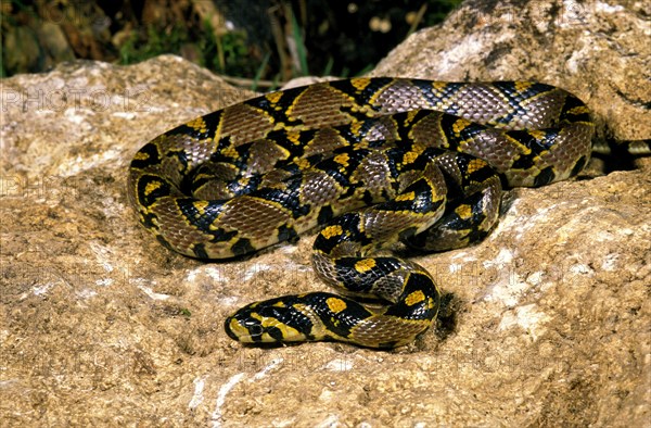 MANDARIN RATTEN SNAKE Hemaris