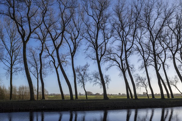 Silhouettes of leaning poplar trees on the edge of the Damse Vaart canal in winter near Damme