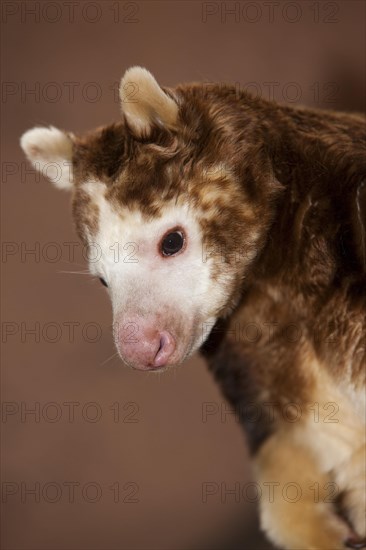 Matschie's tree kangaroo