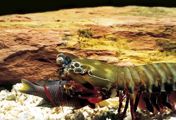 Peacock mantis shrimp