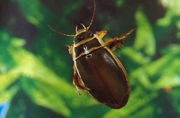 Great diving beetle