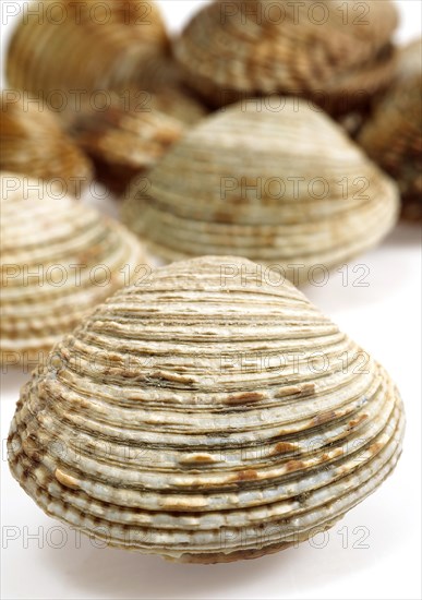 Shells