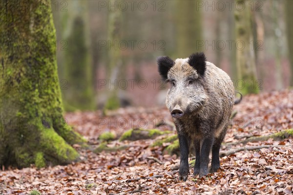 Wild Boar