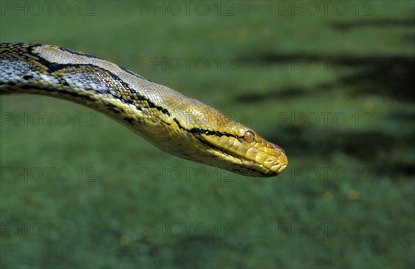 Reticulated python