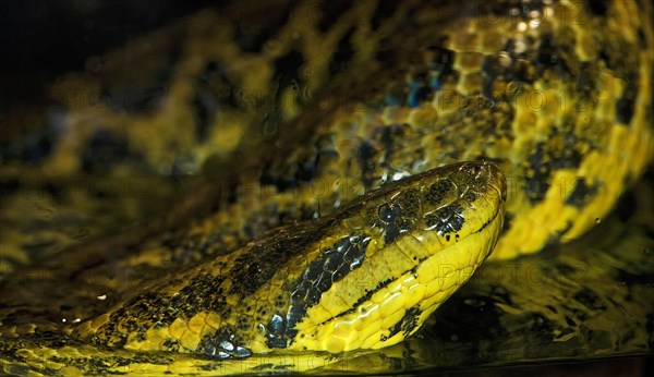 YELLOW ANACONDA