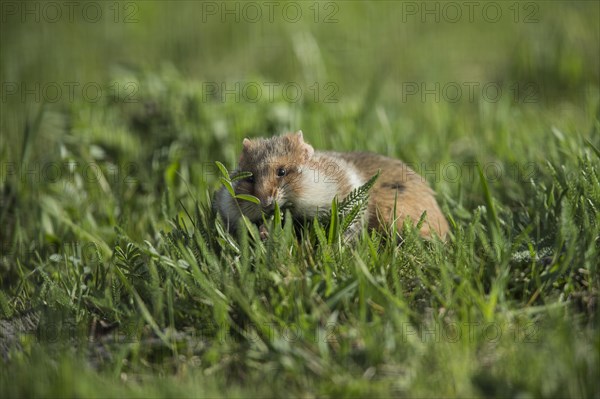 European Hamster