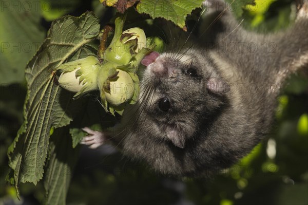 Fat dormouse