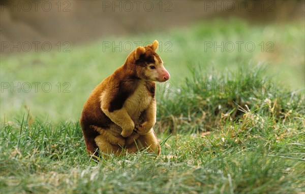 Matschie's Tree Kangaroo