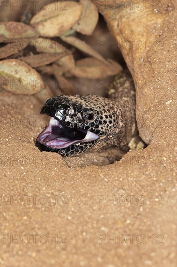 BEADED LIZARD