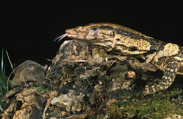 Dumeril's monitor