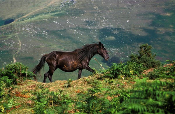 Pottok horse