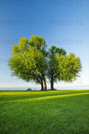 People sitting on a bench under a large silver maple tree on the shore of Lake Constance near Arbon and enjoying the view in the evening