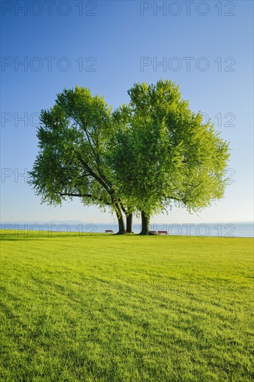 Benches under a large silver maple tree on the shore of Lake Constance near Arbon in Thurgau