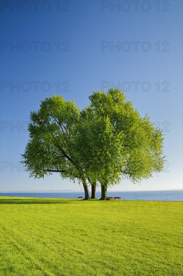 Benches under a large silver maple tree on the shore of Lake Constance near Arbon in Thurgau