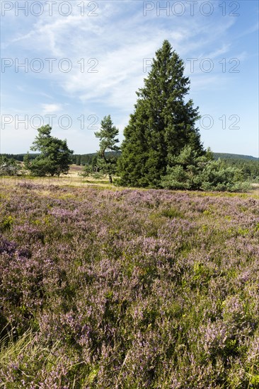 Flowering high heath