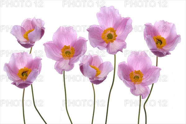 Chinese anemone