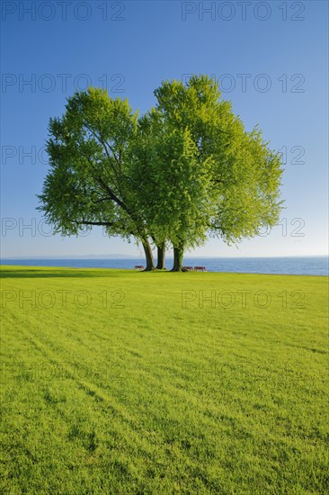 Benches under a large silver maple tree on the shore of Lake Constance near Arbon in Thurgau