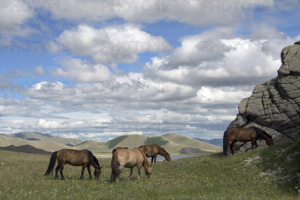 Horses at Terkhiin Tsagaan Lake