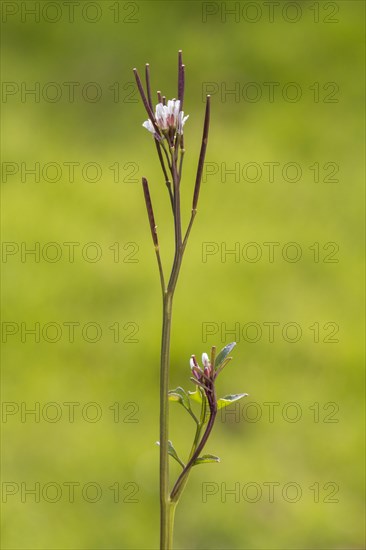 Cardamine hirsuta