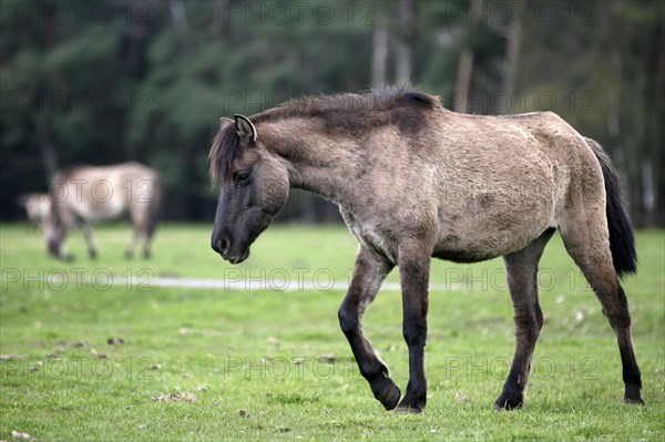 Wild Horse Duelmen