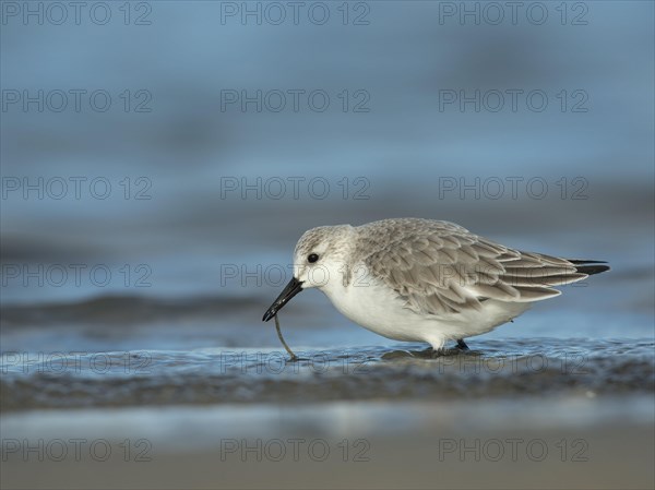 Sanderling