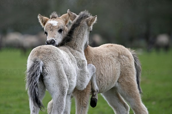 Wild Horse Duelmen