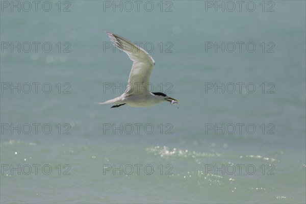 Greater Crested Tern