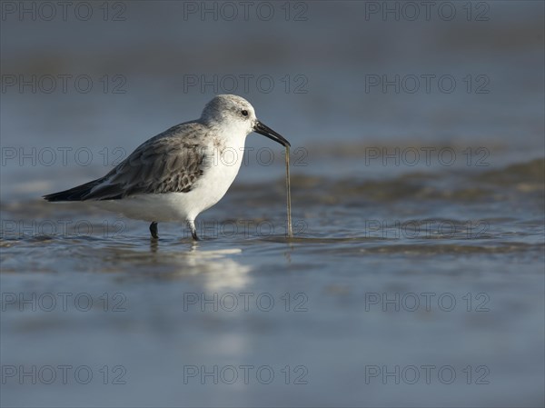 Sanderling