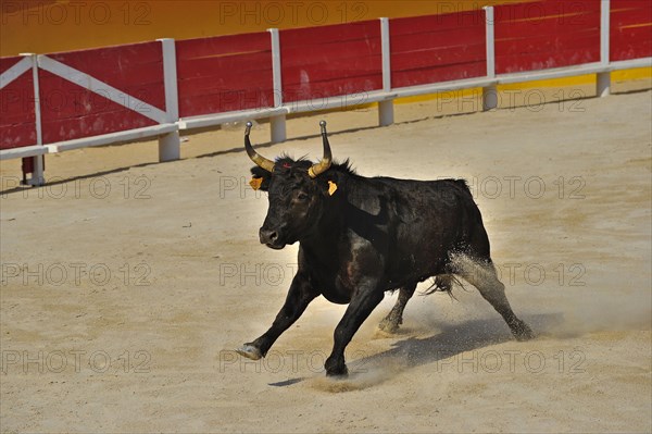 Bullfight