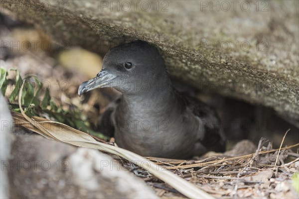 Wedge-tailed Shearwater