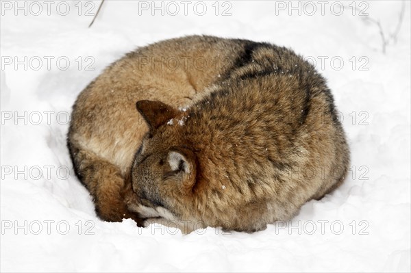 European Gray wolf