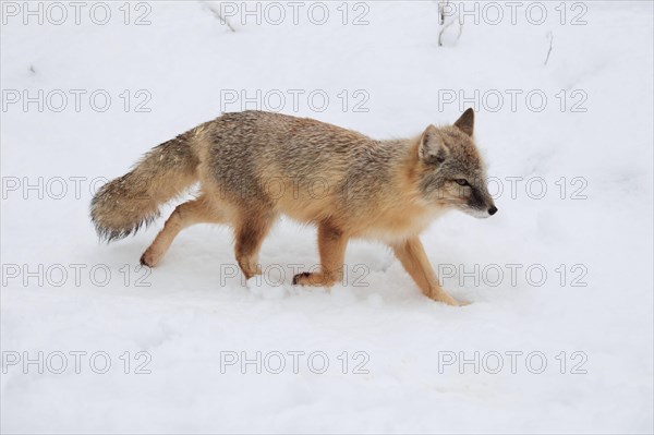 Corsican fox