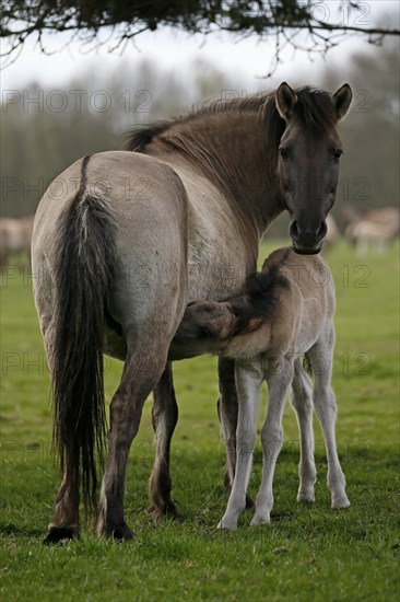 Wild Horse Duelmen