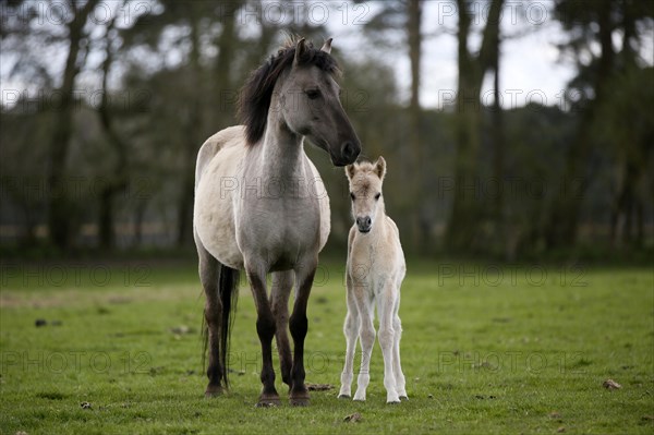 Wild Horse Duelmen