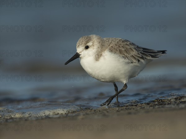 Sanderling