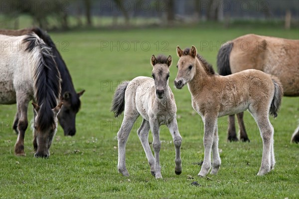 Wild Horse Duelmen