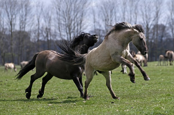 Wild Horse Duelmen