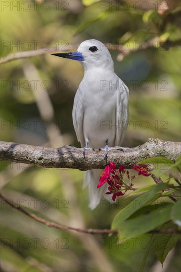 White tern