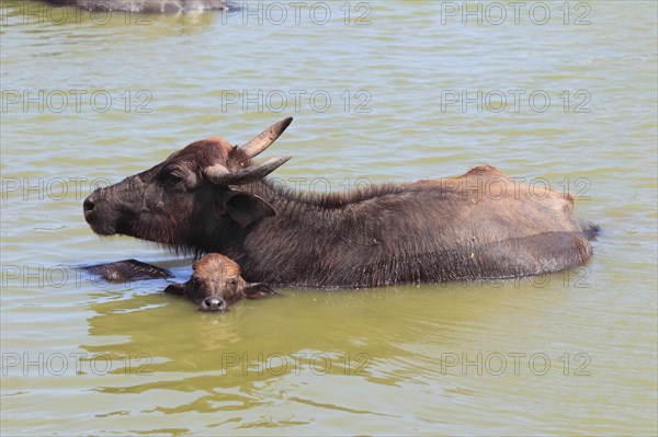 Asian water buffalo