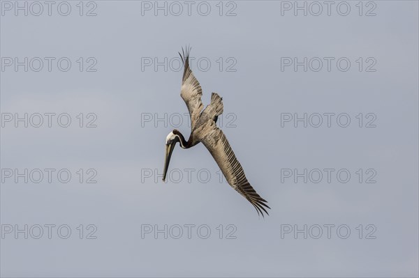 Brown Pelican