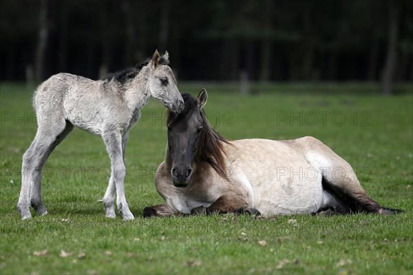 Wild Horse Duelmen