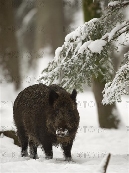 Wild boar