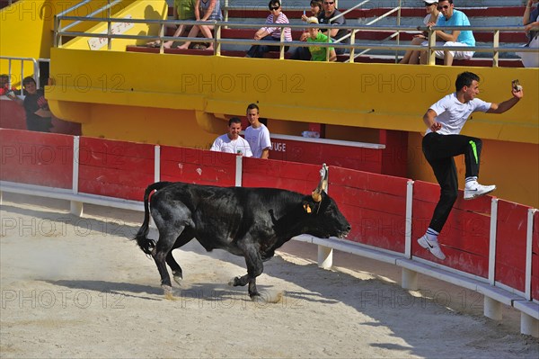 Bullfight