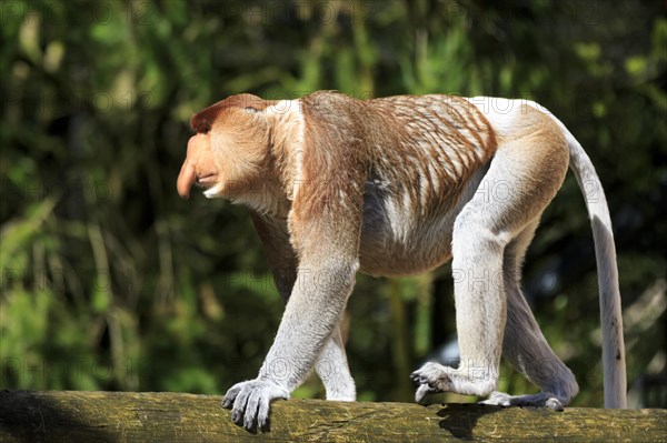 Proboscis monkey