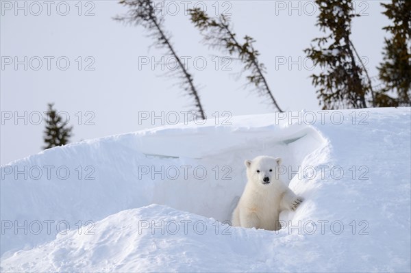 Polar bear