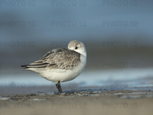 Sanderling