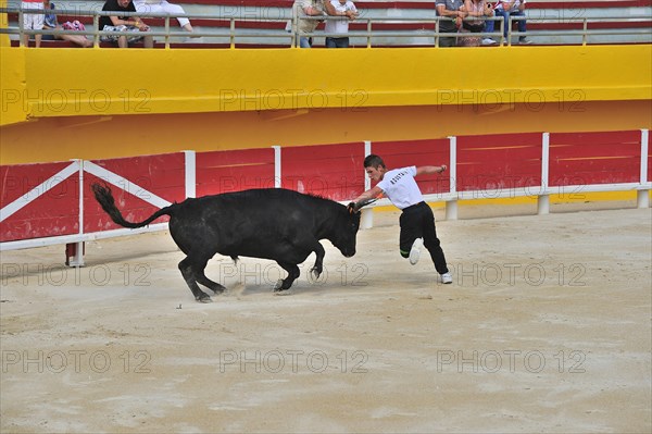 Bullfight