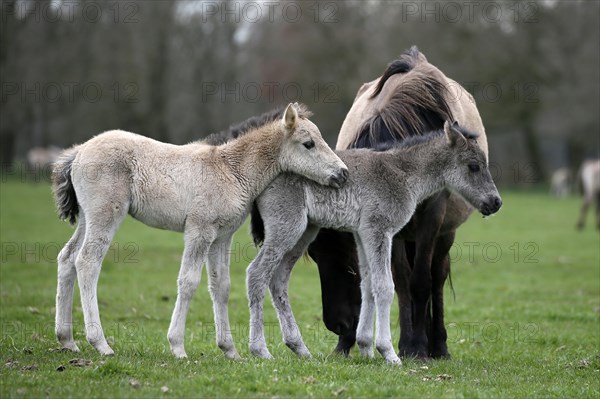 Wild Horse Duelmen